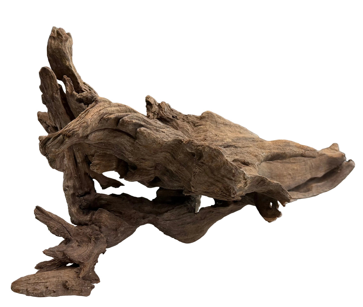 Malaysian Mangrove Sinking Driftwood