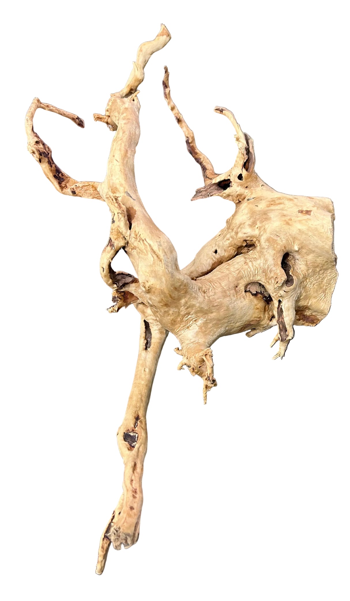  Large Piece of Spiderwood