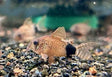 Corydoras caudimaculatus