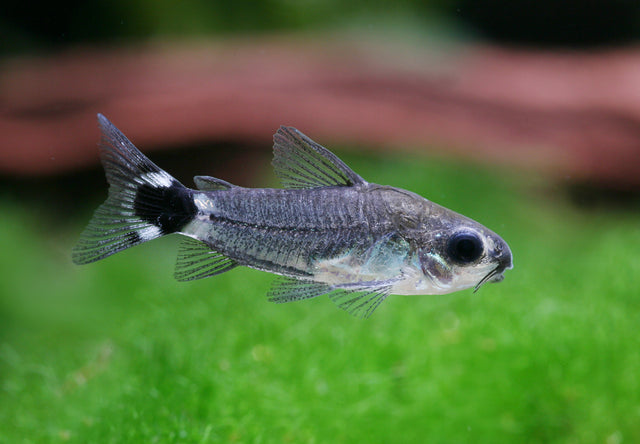 Corydoras Hastatus Tail Spot Pygmy Cory