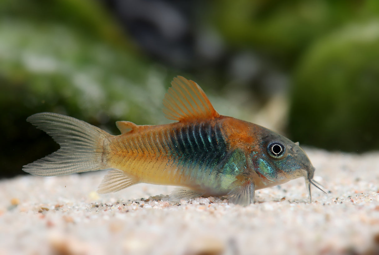 Venezuelan Orange Corydora (Corydoras venezuelanus)