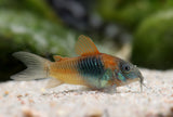 Venezuelan Orange Corydora (Corydoras venezuelanus)