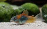 Venezuelan Orange Corydora (Corydoras venezuelanus)