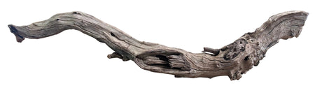 Malaysian Mangrove Sinking Driftwood
