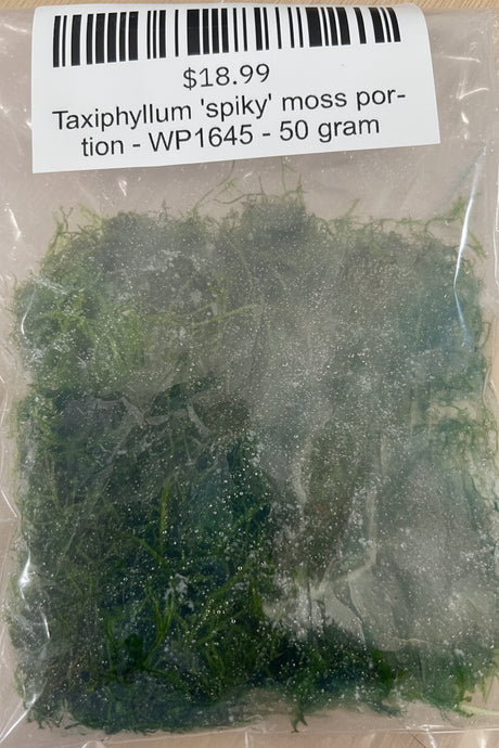 axiphyllum 'spiky' moss portion -| Potted Plants | Largest Tropical Fish Selection at Your Local Fish Store