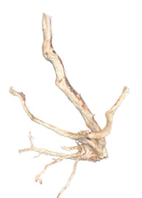 Large Spiderwood