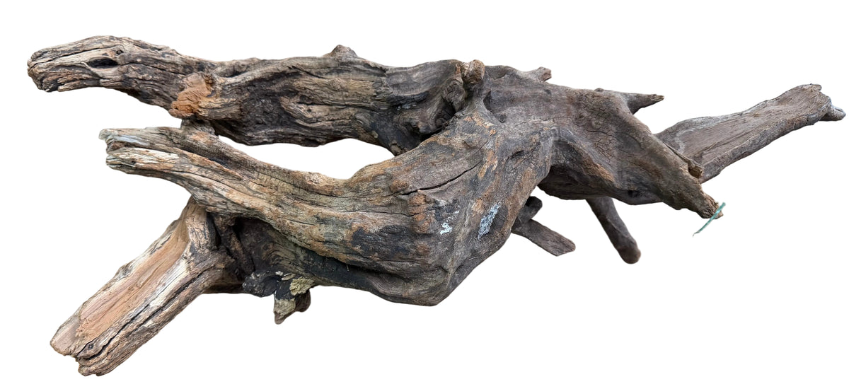  Malaysian Mangrove Sinking Driftwood