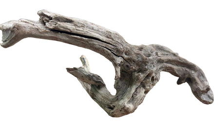 Malaysian Mangrove Sinking Driftwood