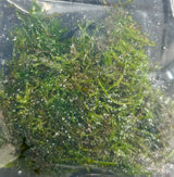 Vesicularia ferriei'Weeping Moss' portion -  WP1165 | Potted Plants | Largest Tropical Fish Selection at Your Local Fish Store