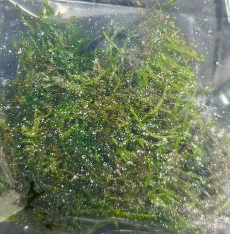Vesicularia ferriei'Weeping Moss' portion -  WP1165 | Potted Plants | Largest Tropical Fish Selection at Your Local Fish Store