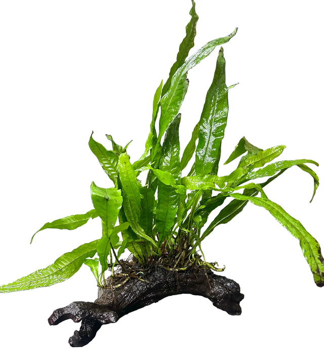  Java Fern - Microsorum pteropus Driftwood