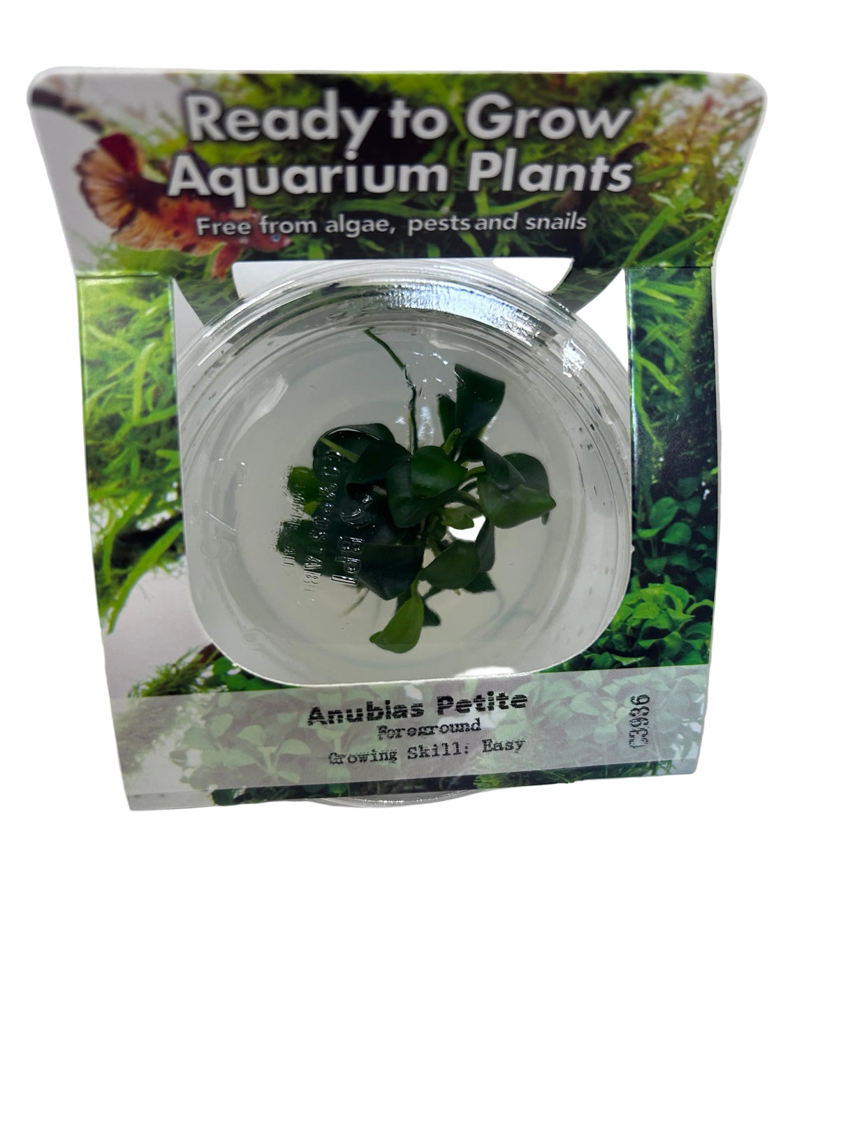 Anubias barteri var. nana 'Petite' Tissue Culture 