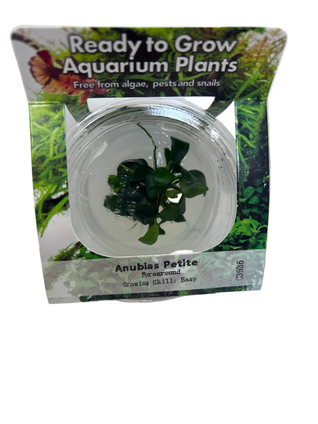 Anubias barteri var. nana 'Petite' Tissue Culture 