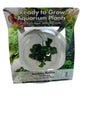Anubias barteri var. nana 'Petite' Tissue Culture 