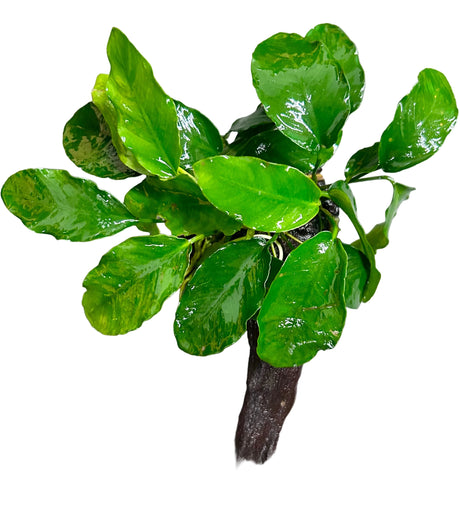 Anubias barteri var. barteri on Medium Driftwood