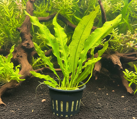 Aponogeton Crispus 