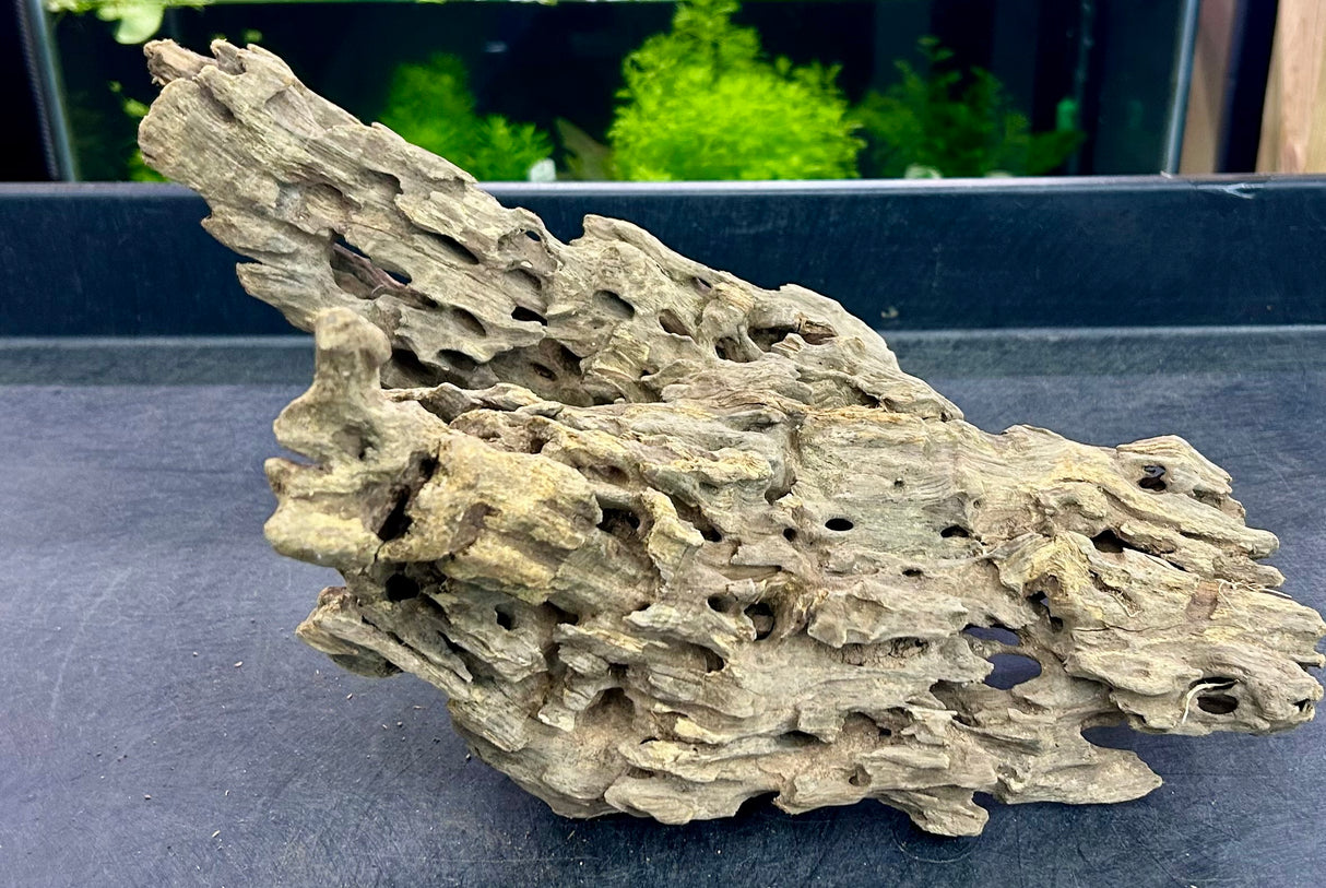 W.Y.S.I.W.Y.G.- 203 - Texture / Shrimp Driftwood