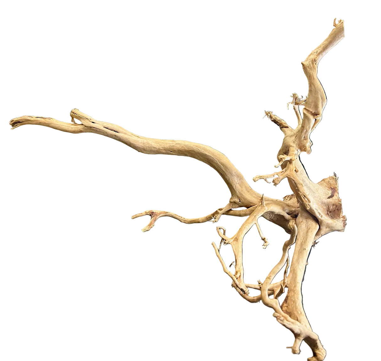  Large Piece of Spiderwood