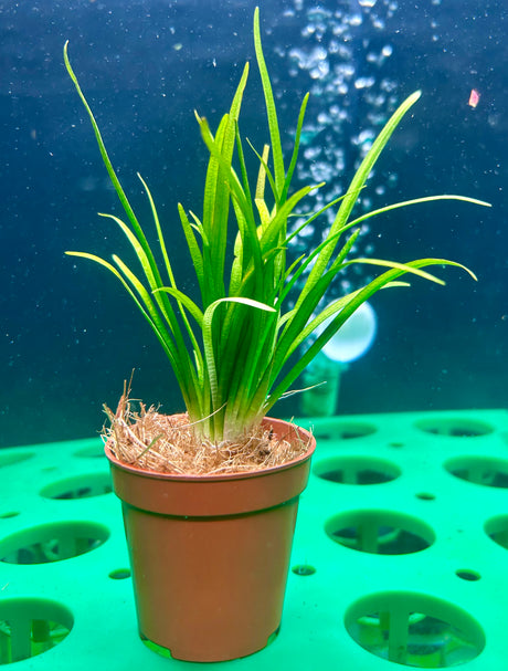 Sagittaria subulata