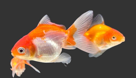 Oranda Goldfish 