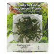 Cryptocoryne petchii Tissue Culture 