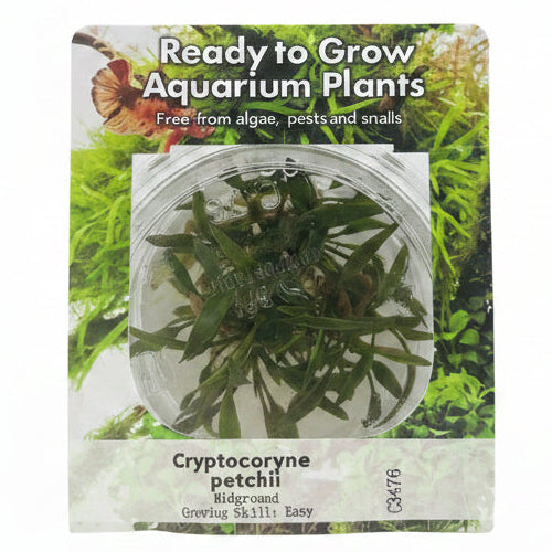 Cryptocoryne petchii Tissue Culture 