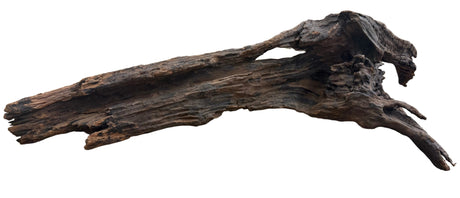 Malaysian Mangrove Sinking Driftwood