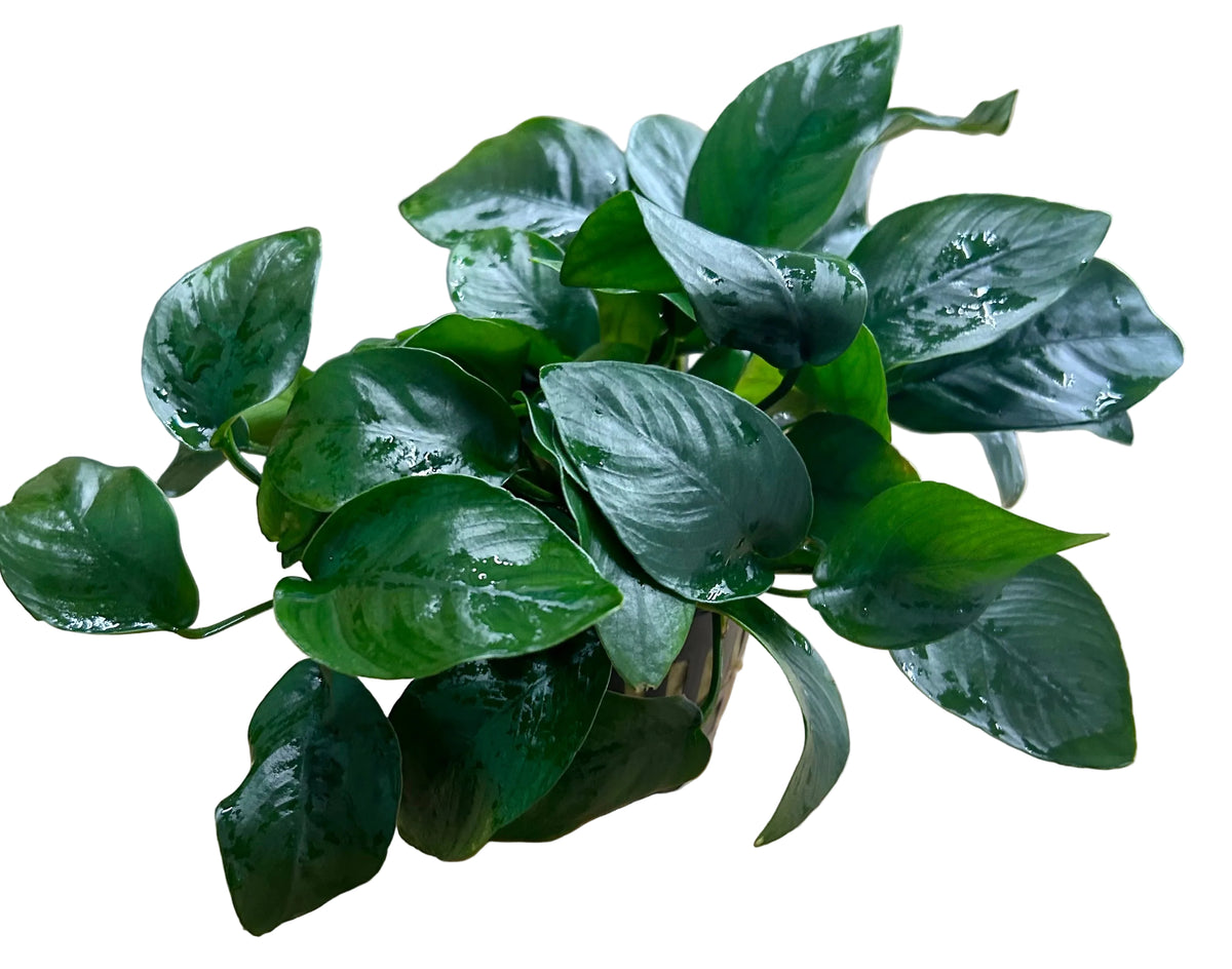 Anubias barteri var.nana Large - Mother Plant 