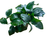 Anubias barteri var.nana Large - Mother Plant 