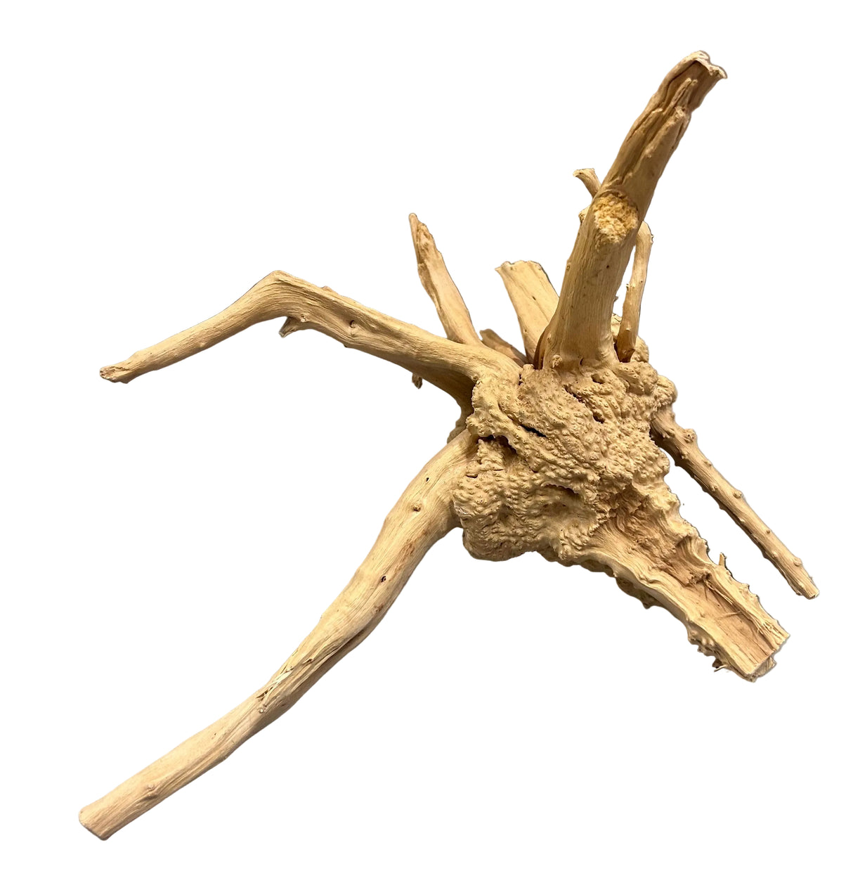  Piece of Spiderwood
