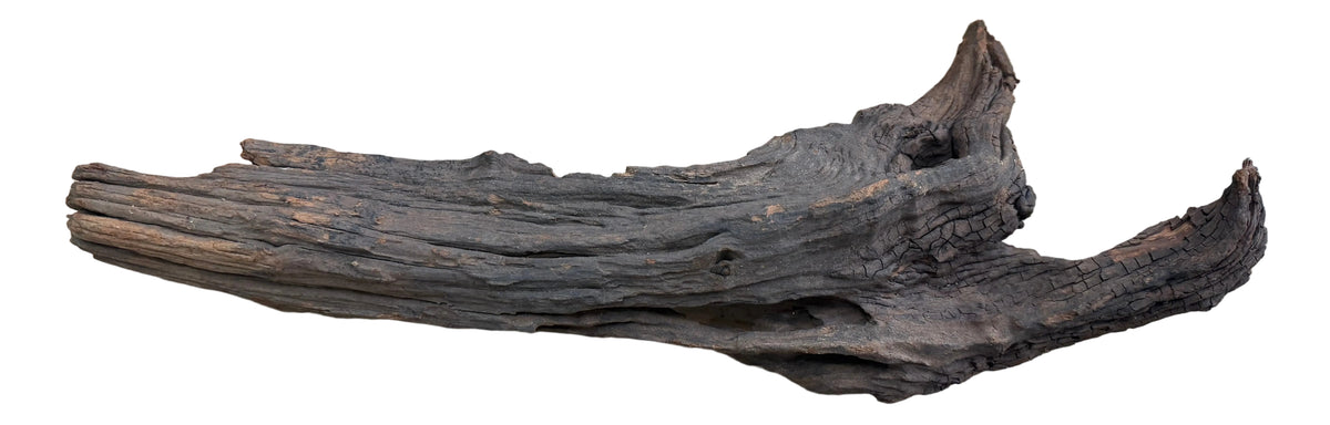 Malaysian Mangrove Sinking Driftwood