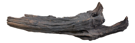 Malaysian Mangrove Sinking Driftwood