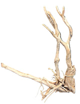  Spiderwood