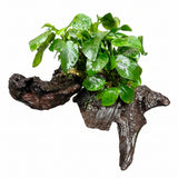 Anubias barteri var. nana on Medium wood