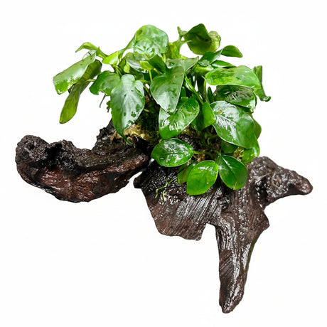 Anubias barteri var. nana on Medium wood