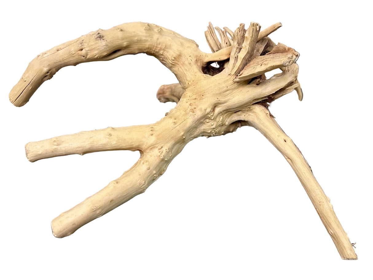- Piece of Spiderwood