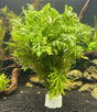 Hygrophila difformis (Water Wisteria).