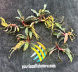 Bucephalandra SP. 