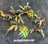 Bucephalandra SP. 