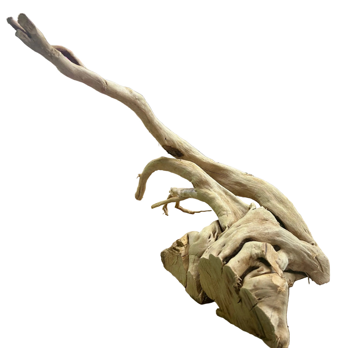 Large Piece of Spiderwood