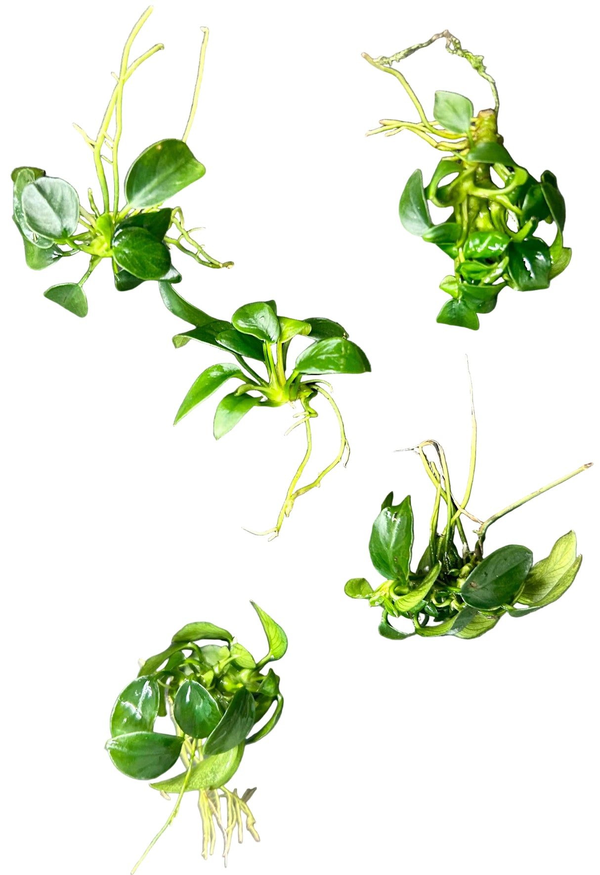 Anubias barteri var. nana ‘Petite’  