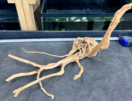 W.Y.S.I.W.Y.G.- 601 - Large Piece of Spiderwood | Substrates & Hardscape | Largest Tropical Fish Selection at Your Local Fish Store