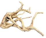  Large Piece of Spiderwood