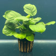 Anubias var. 'Coin' Potted 