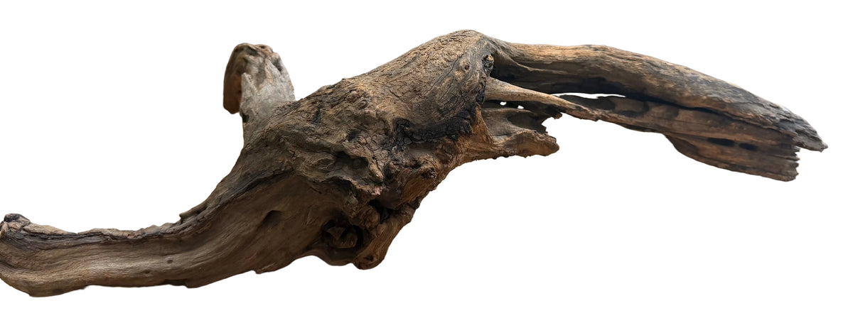 Malaysian Mangrove Sinking Driftwood