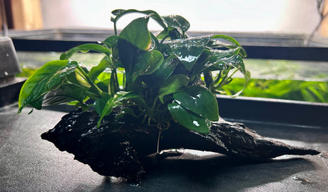 Anubias barteri var. barteri on wood - DW0018 | Potted Plants | Largest Tropical Fish Selection at Your Local Fish Store