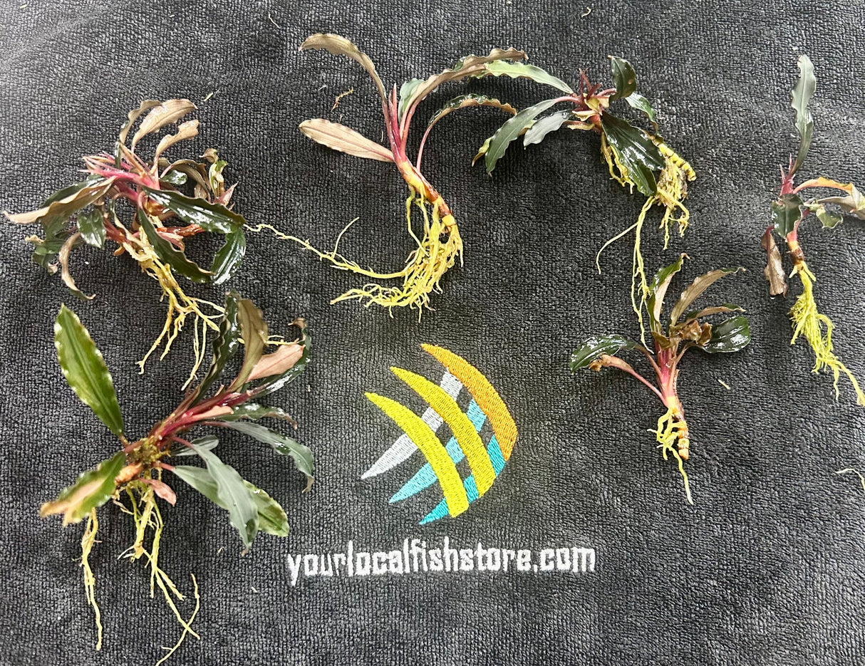 W.Y.S.I.W.Y.G. 4001 - Bucephalandra SP. “Loose” – 6 Pieces