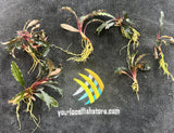 W.Y.S.I.W.Y.G. 4001 - Bucephalandra SP. “Loose” – 6 Pieces