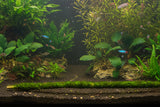 Vesicularia dubyana (Java Moss) on stick