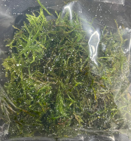 Vesicularia ferriei'Weeping Moss' portion -  WP1165 | Potted Plants | Largest Tropical Fish Selection at Your Local Fish Store